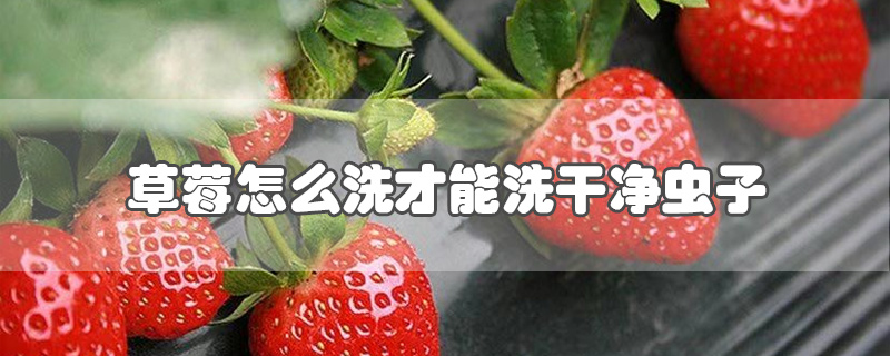 草莓怎么洗才能洗干凈蟲子